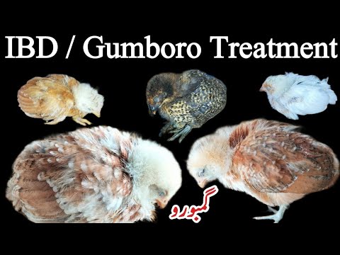 Symptoms and Treatment of Infectious Bursal Disease in Poultry | IBD | Gumboro | Dr. ARSHAD