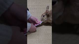 うさぎとの日常その16 #うさぎ #うさぎのいる暮らし