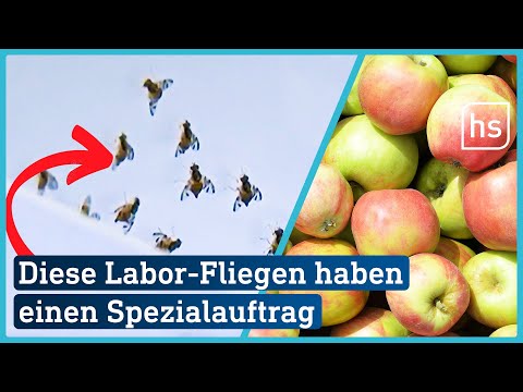 Sie paaren sich mit schädlichen Fruchtfliegen... | hessenschau