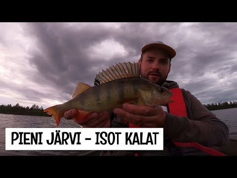 ISOA AHVENTA LAPISTA - MIKROJIGAUS MATALASSA JÄRVESSÄ - ORKA MIKROJIGIT