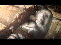 Attack on Titan intro (The Walking Dead parody ...