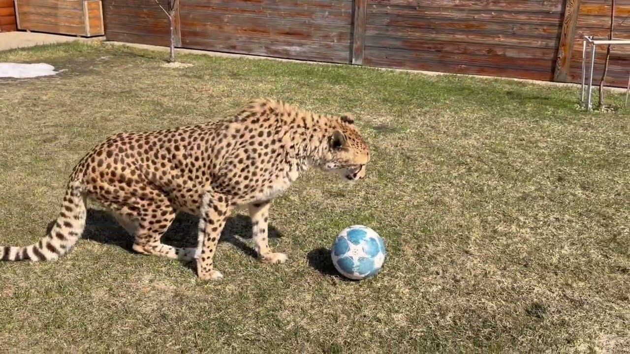 Гепард падает в обморок на газоне! Снег растаял, сезон открыт!
