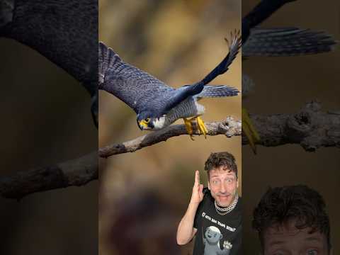 The Peregrine Falcon is FAST