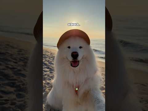 From extremely bamboozled to ✨happ✨ 🥰 #beforebeach #happydog #vacation #travel #samoyed
