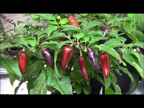 Pepper Taste Test - F1 Oda Crossed With Unknown Pepper