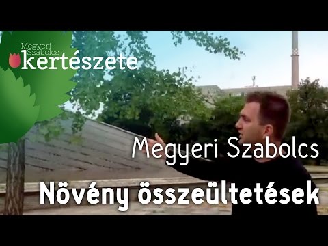 Növény összeültetések - Gingko biloba - Megyeri Szabolcs online Kertészet Győr