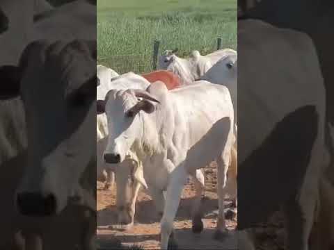 FAZENDA A VENDA- PORTEIRA FECHADA MONTE ALEGRE DE GOIÁS-GO| 255 ALQUEIRES GOIANOS.