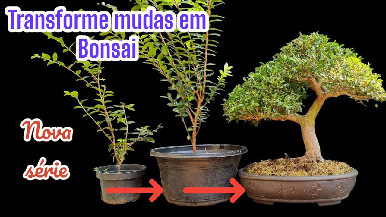 Transforme sua Muda em Bonsai: Dicas Essenciais!