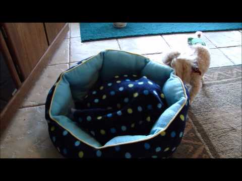 What is moving under the pillow?