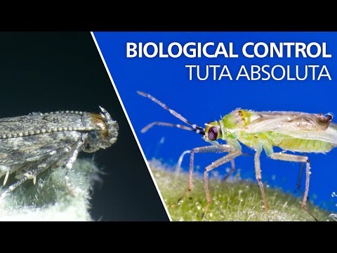 Biological control of Tuta absoluta - Nesidiocoris tenuis