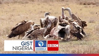 Bearded Vultures Risk Extinction In Kenya