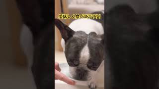 初めての食べた反応は？　#animals #shorts #dog
