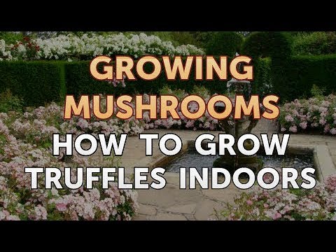 How to Grow Truffles Indoors