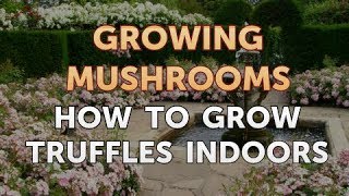 How to Grow Truffles Indoors