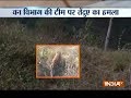 Saharanpur police launch hunt for leopard in UP