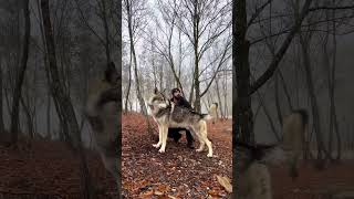 Pet wolf hybrid transformation over 200lbs and 6ft tall must see #wolf hybrid 🇬🇧🇬🇧