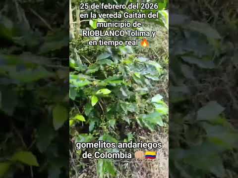 Rioblanco, Tolima - 2025Población: 23,429 habitantes.Altitud promedio: 1,781 msnm.Vereda Gaitania: