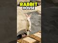 Rabbits K Lia New Ghar