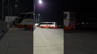 Download lagu TULUNGAGUNG HORSE CROSSING ARJOSARI TERMINAL #busmania #fyp #shortvideo mp3