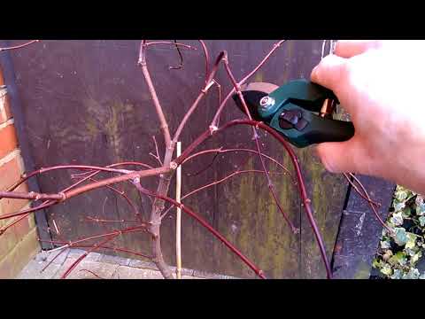 , title : 'Acer Inaba Shidare - 20th March 2018 - Pruning (part 1 of 2)'