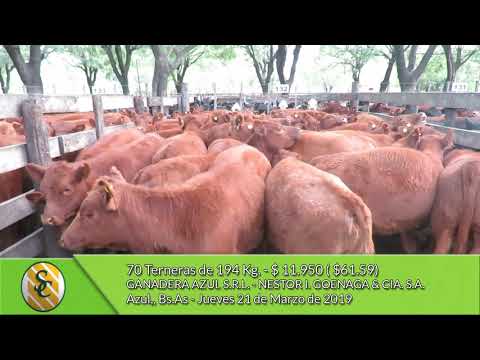 21-03-19 - Venta de Hembras - Ganadera Azul - Nestor I.  Goenaga  - Azul