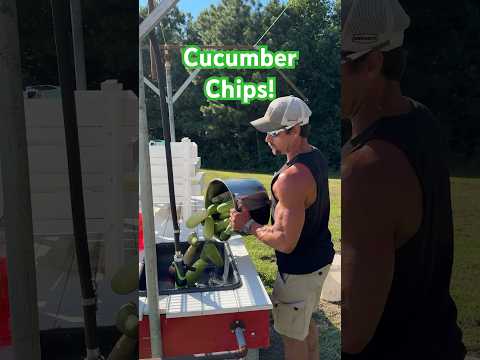 FREEZE DRIED Crispy Ranch Cucumber Chips! #homestead #garden #freezedried #snacks