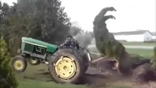 Tree Is Not Going Down Without A Fight