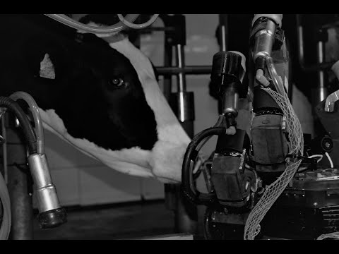 Exposing Cows to The Robotic Milking Machine logo