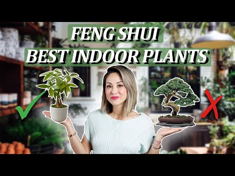 Feng Shui - BEST INDOOR HOUSE PLANTS (Boost Health & Wealth PLUS 2 to AVOID!)