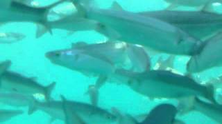 preview picture of video 'scuba dive NZ NINE DIVES Picton Marlborough Sounds fish reserve (7).AVI'