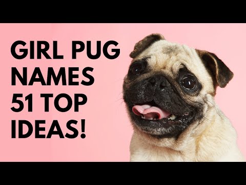 🐾 Girl Pug Names - 51 BEST ✨ CUTE ✨ TOP Ideas | Names