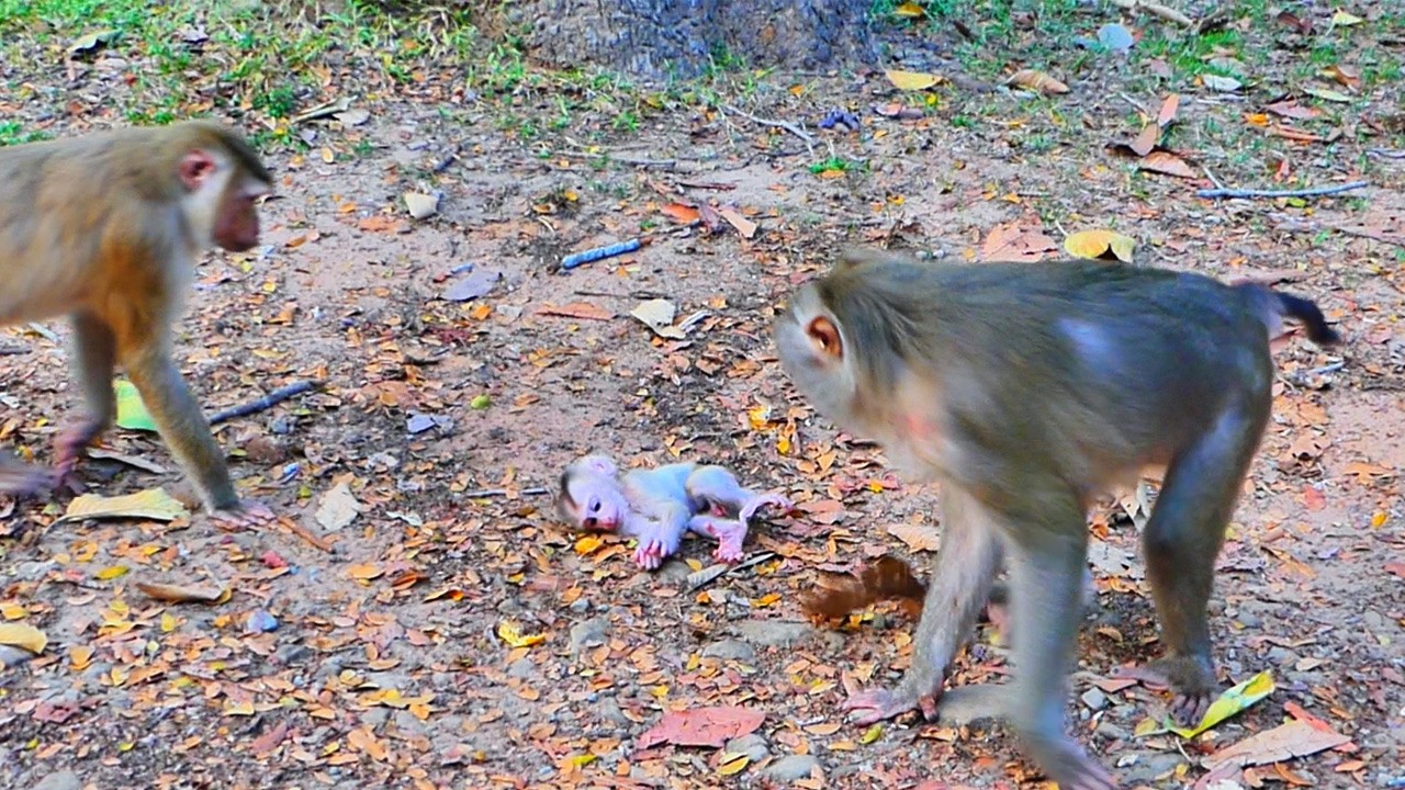 What Happened to Adorable baby Lily can't wake up from the ground | Why mom?