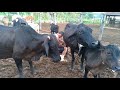 Tirando Leite Das Vacas No Curral Pela Manhã