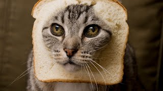 Gatinhos e Pets Divertidos. Pets Engraados. Gatinhos Fofos e Lindos.