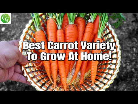 , title : 'Growing Carrots : Best Carrot Variety You MUST Grow in your garden!'