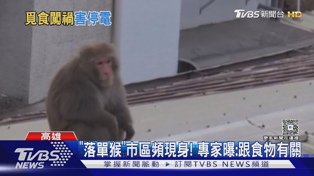 太調皮！猴子誤觸高壓電被擊落　引發爆炸、停電6秒住戶驚嚇