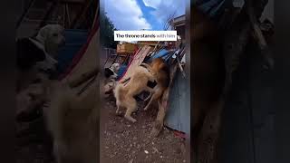 King Charles Dog Alpha showing betrayers their Place Rocky Thorne Tyrant #kingcharles