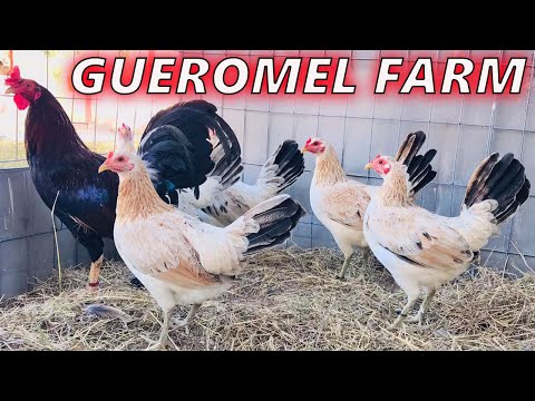 MEXICO !! Beautiful Birds GUEROMEL FARM