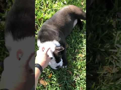 Patches the large English pup