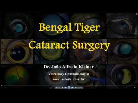 Bengal Tiger Cataract Surgery (Voice over)