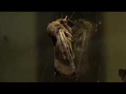 Blocktreat - Vojd (Music Video)