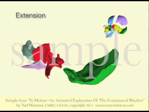 Sphenoid, Occiput, Vomer and Ethmoid CSR Motion by Tad Wanveer