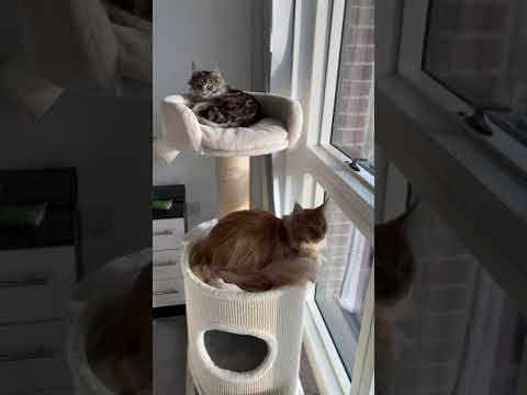 Set-up for Maine Coon Cats (cat trees, feeding/drinking space, litter boxes)