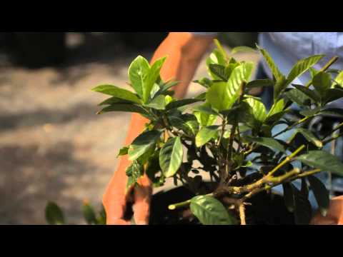 Guide to Pruning a Gardenia Bush : Garden Savvy