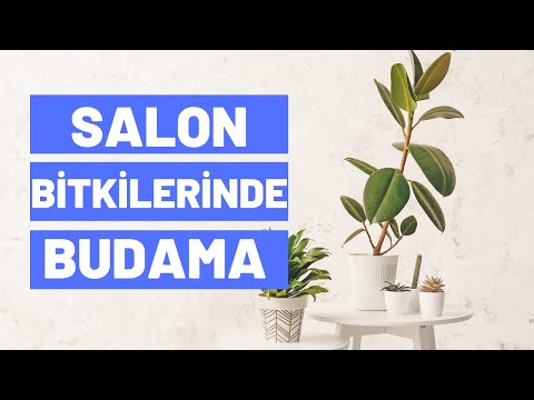 , title : 'Salon Bitkilerinde Budama Nasıl Yapılır?'
