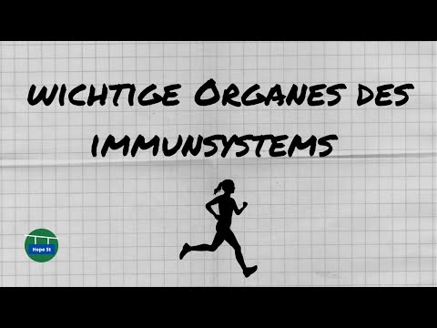 Wichtige Organes des Immunsystems | Zusammenfassung | Sport LK | Sport Additum