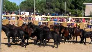 preview picture of video 'Bari Sardo - Rodeo 2011'