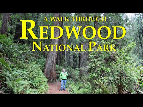 4K A Walk Through Redwood National Park - USA 🇺🇸