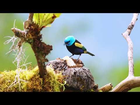 Avistamiento de aves en Casa Hillebrand - Guayabetal Cundinamarca