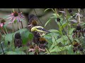 Goldfinches Feeding On Seedheads